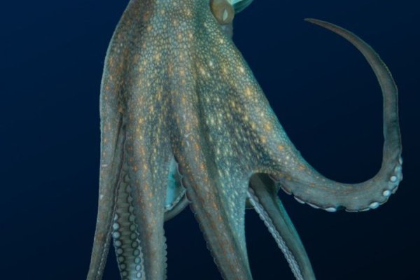 Kraken что это за сайт