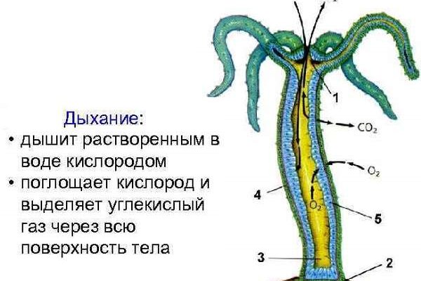 Кракен ссылка kr2link co